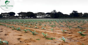 Panoramica cardodicervia