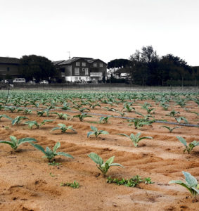 Panoramica cardodicervia